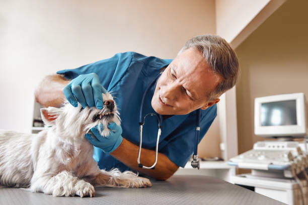 Reliable NY Emergency Dental Service Solutions
